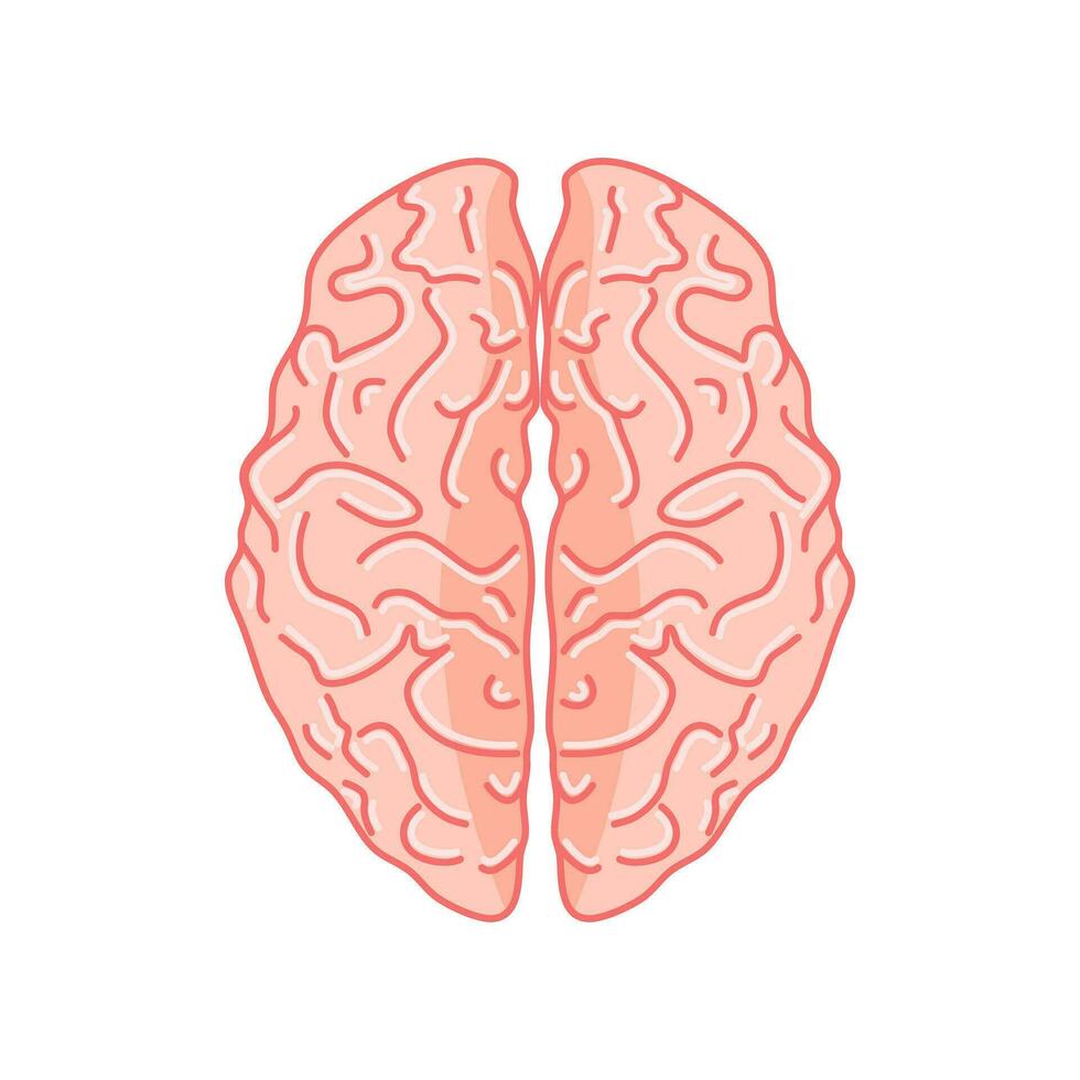 Brain illustration in top view.on white background vector