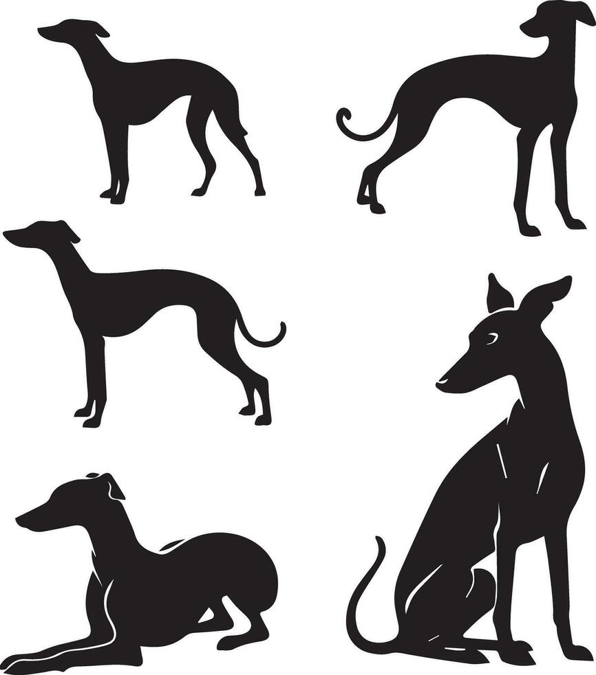 silueta sólido vector icono conjunto de perro, razas, canino, perro, sabueso, cachorro, chucho, mascota, perrito