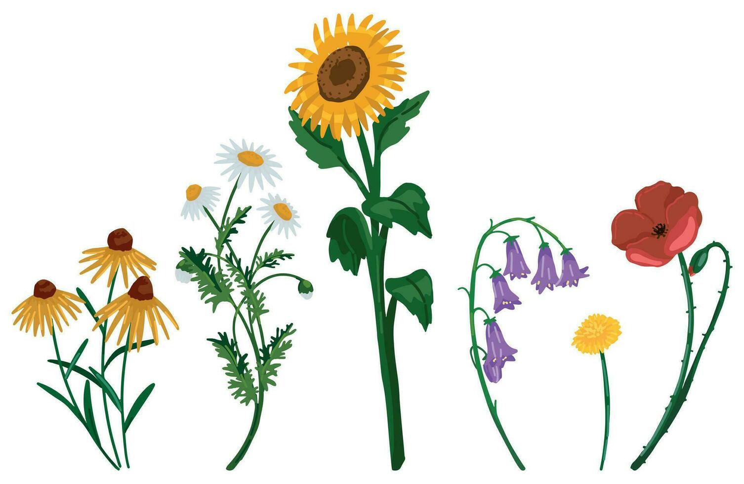 Wild flowers doodles collection. Set of sunflower, coneflower, chamomile, poppy, bluebells, dandelion. Cartoon vector illustrations. Colored cliparts isolated on white.