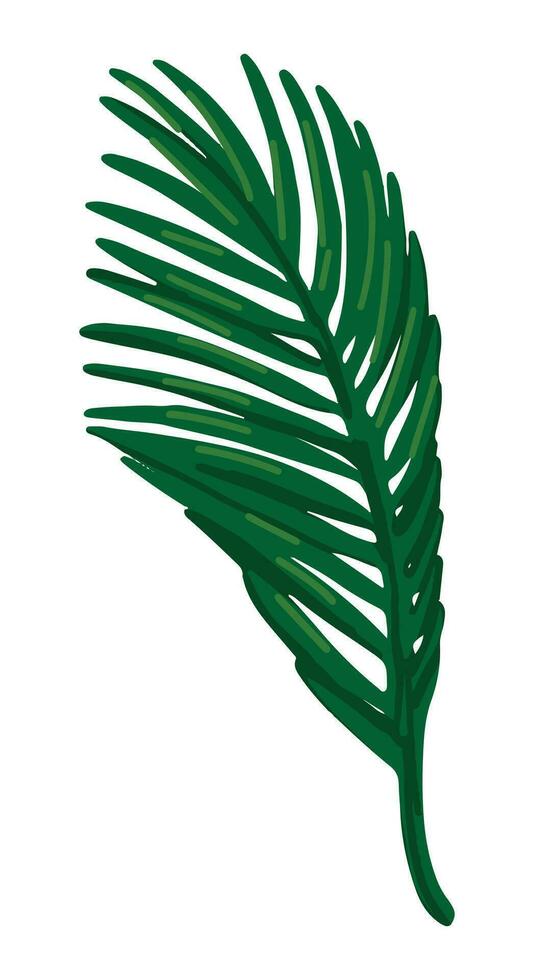 Palm leaf clipart. Tropical floral doodle. Cartoon vector botany illustration. Contemporary style drawing isolated on white.