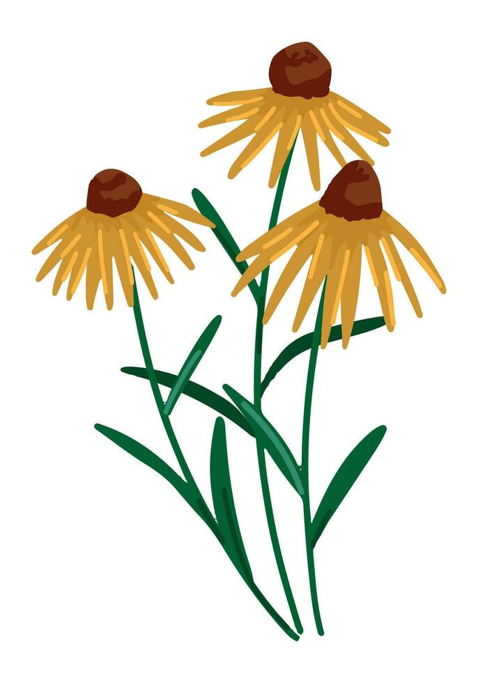 Coneflower clipart. Summer wildflower doodle. Cartoon vector botany illustration. Contemporary style drawing isolated on white.