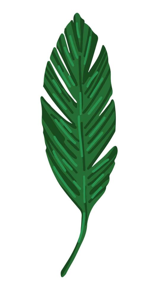 Banana leaf clipart. Tropical floral doodle. Cartoon vector botany illustration. Contemporary style drawing isolated on white.