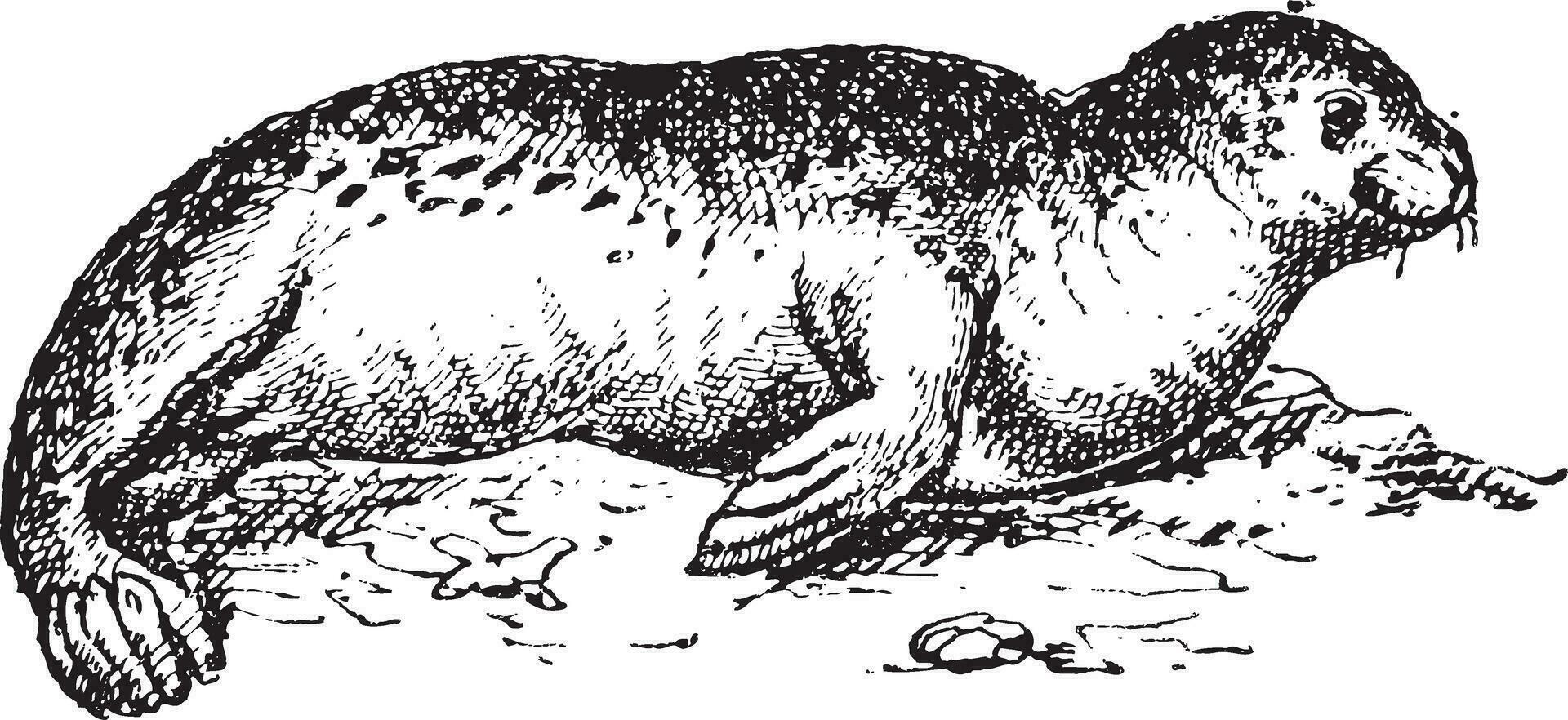 Harbor seal or Phoca vitulina, vintage engraving. vector