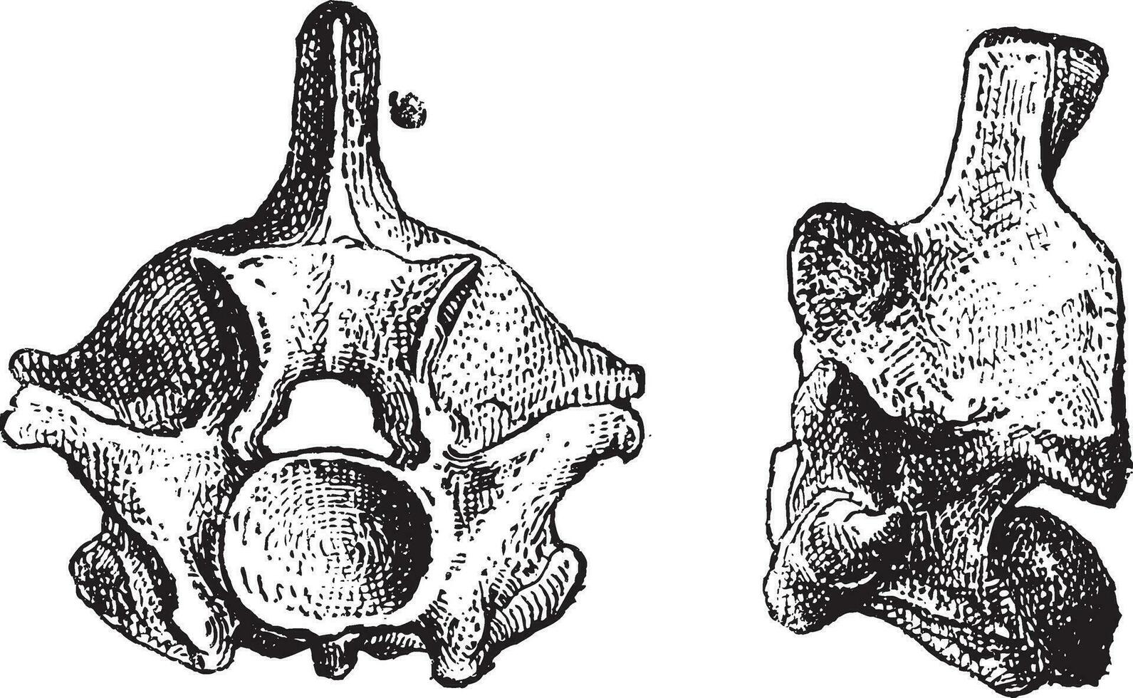 Reptile Vertebrae, vintage engraving vector
