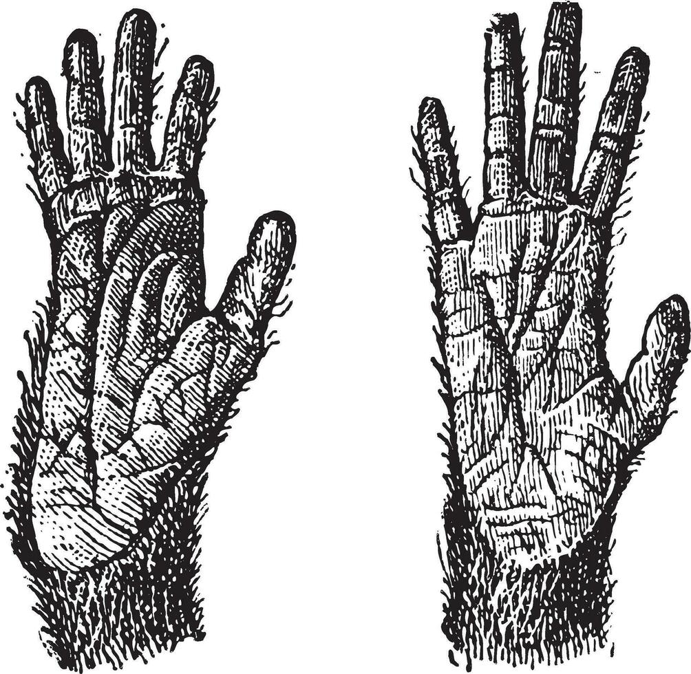 Two hands of Quadrumana primates vintage engraving vector