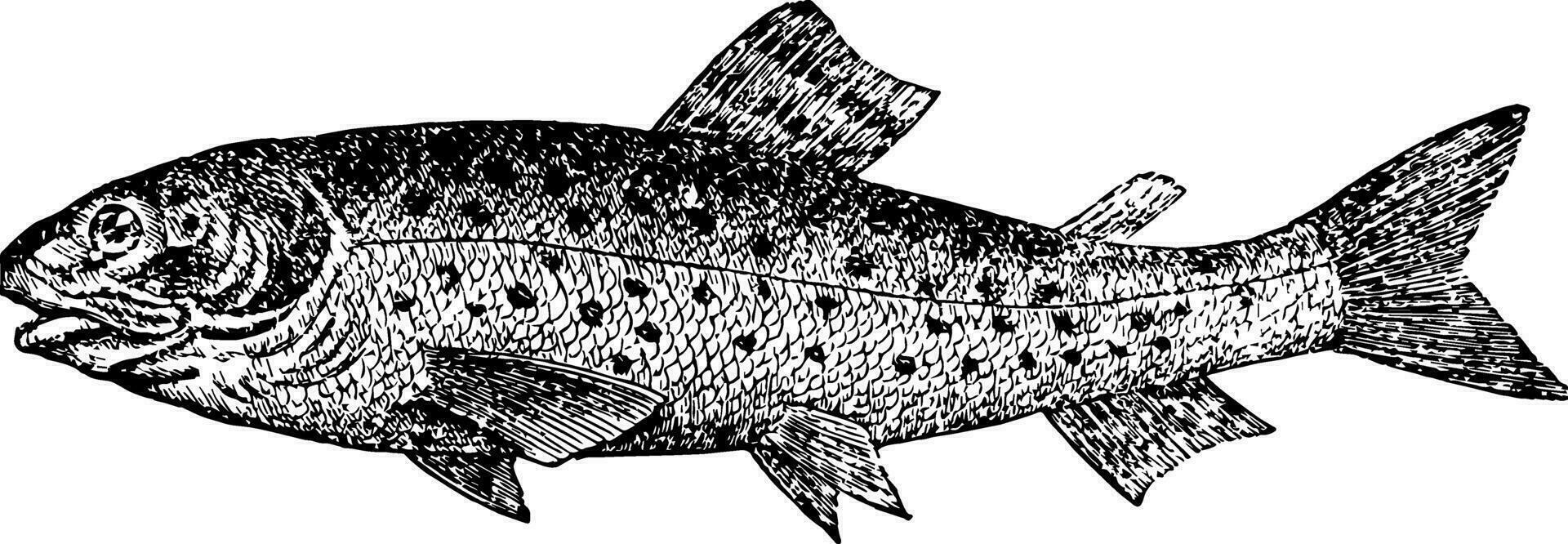 Brook Trout, vintage illustration. vector