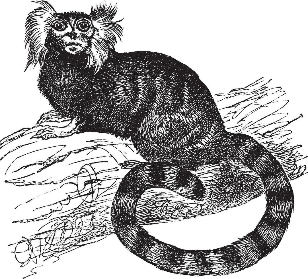 Common marmoset Hapal jacchus, vintage engraving vector