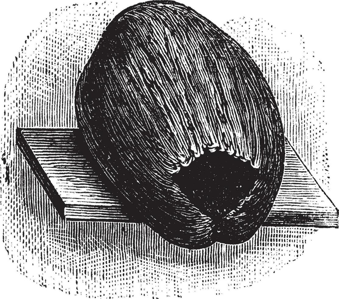 Parakeet Nest made of Coconut Husk and Shell, vintage engraving vector