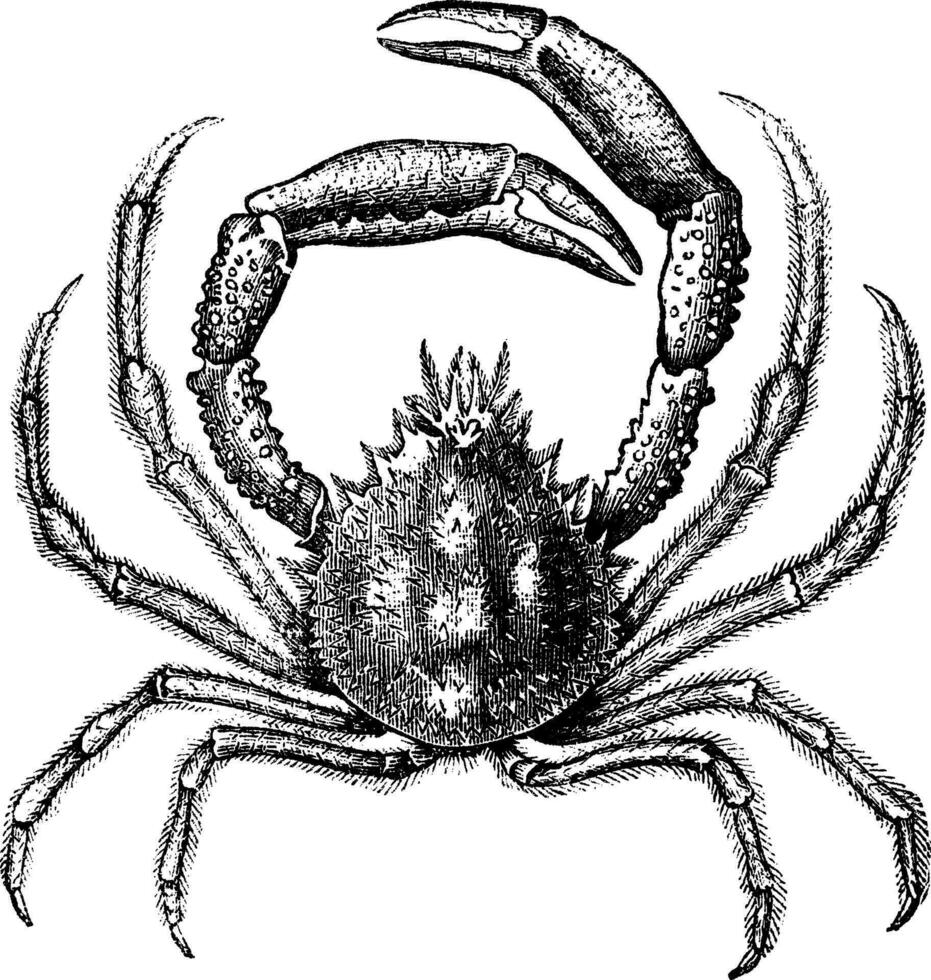 European spider crab or Maja squinado vintage engraving vector