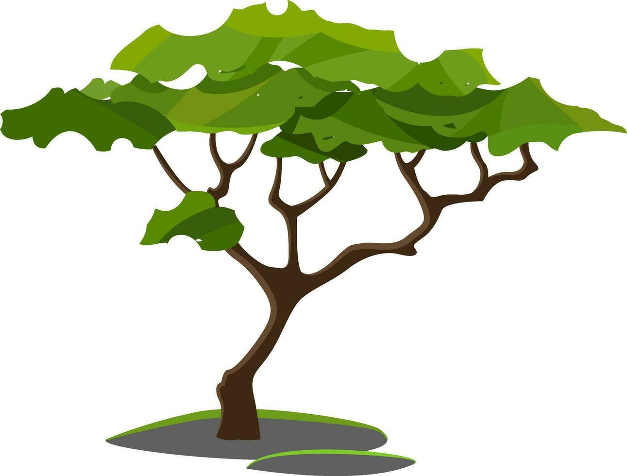 A treeWoody perennial plant vector or color illustration