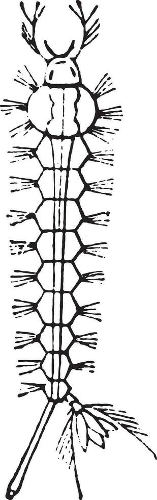 Cousin larvae, vintage engraving. vector