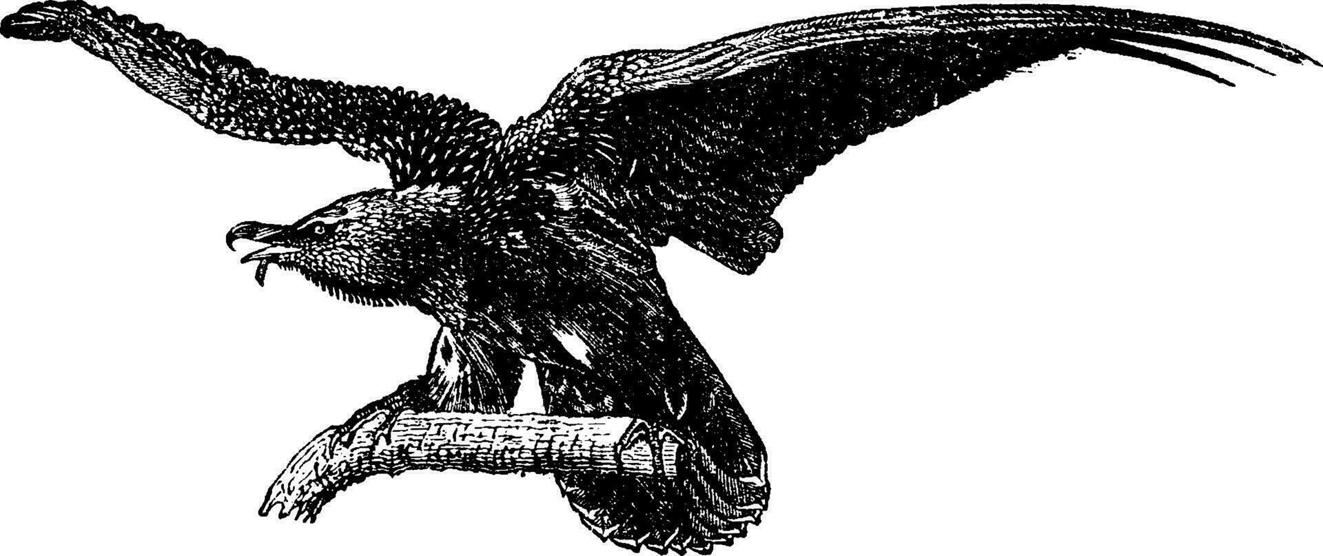 Bearded Vulture, vintage engraving. vector