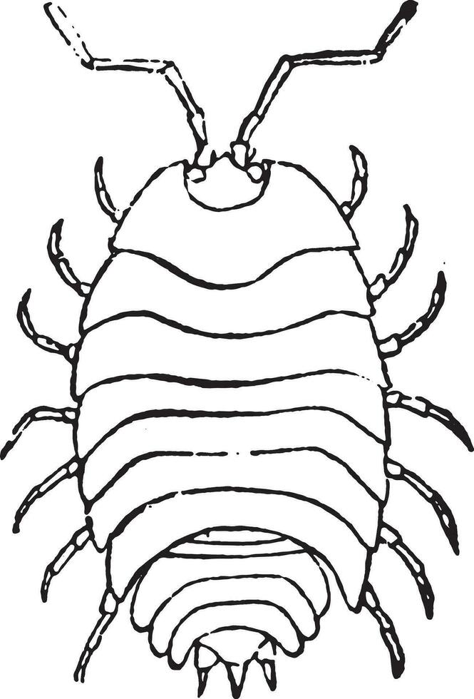 Woodlouse, vintage engraving. vector