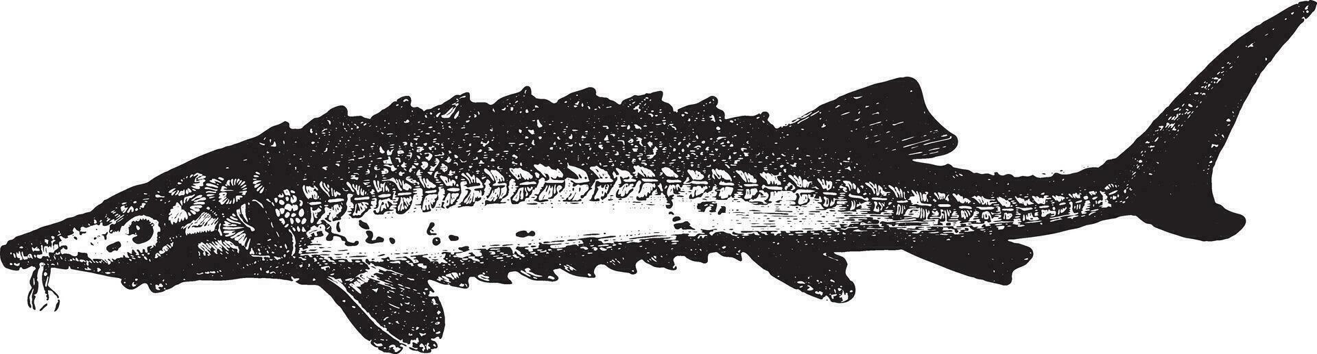 Sturgeon, vintage engraving. vector