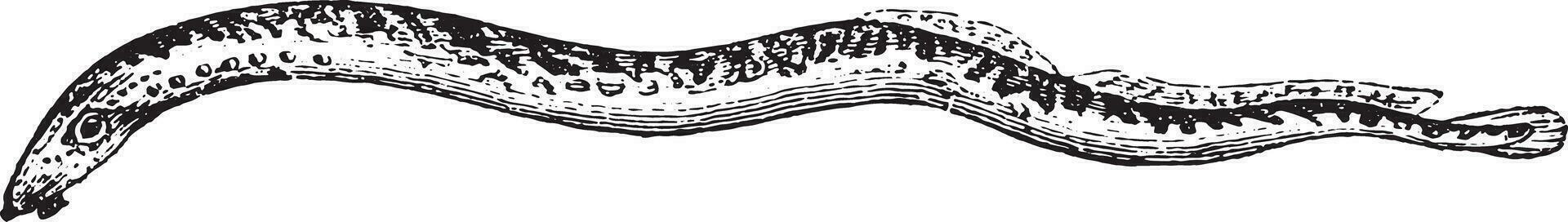 lamprea, Clásico grabado. vector