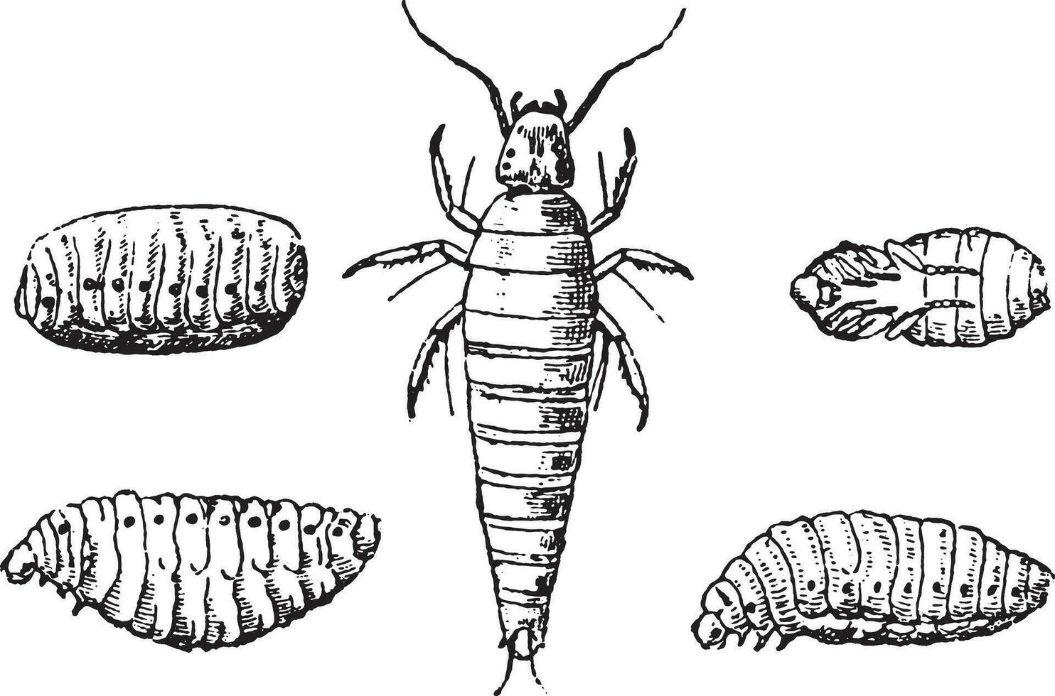 Insect larvae and nymphs vesicant, vintage engraving. vector