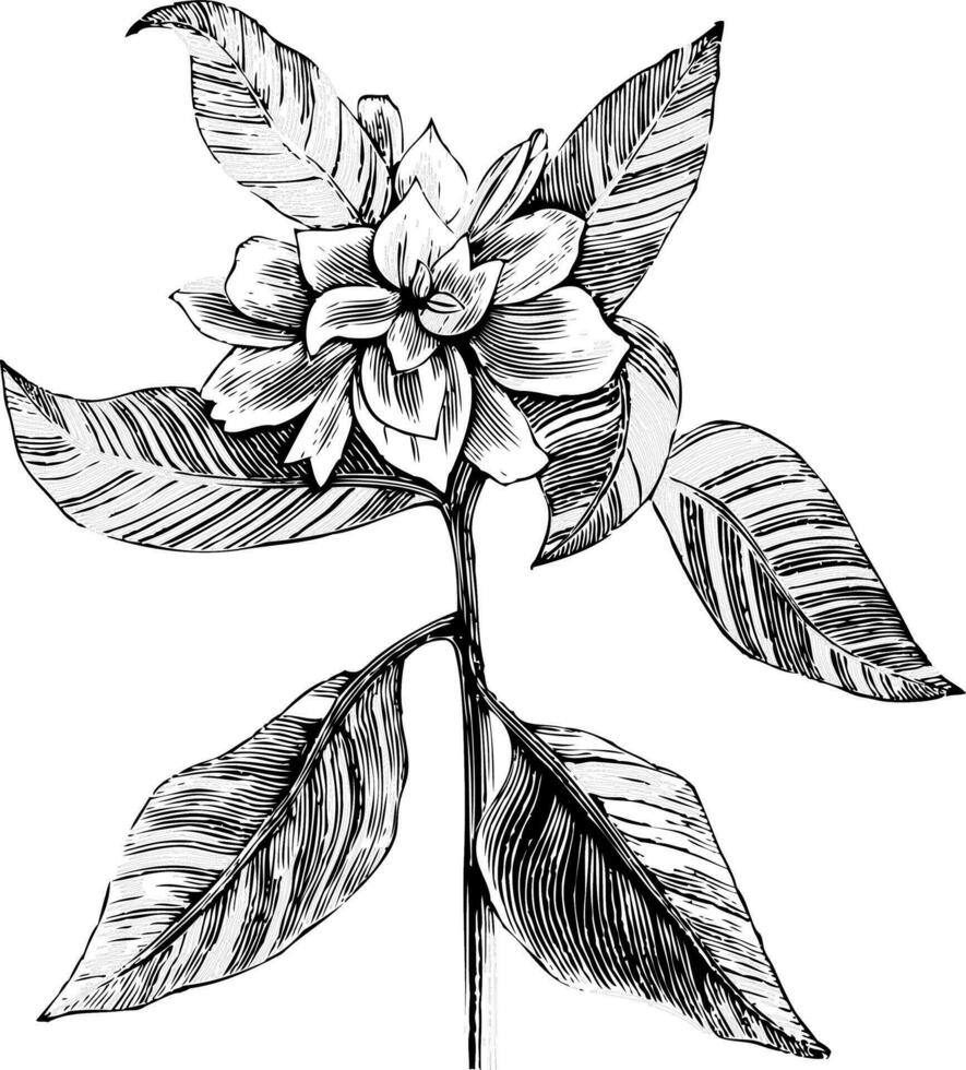 A common gardenia engraving illustration vector