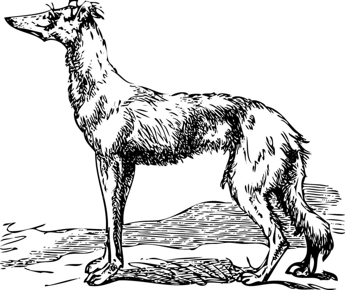 Saluki or Borzoi dog engraving vector