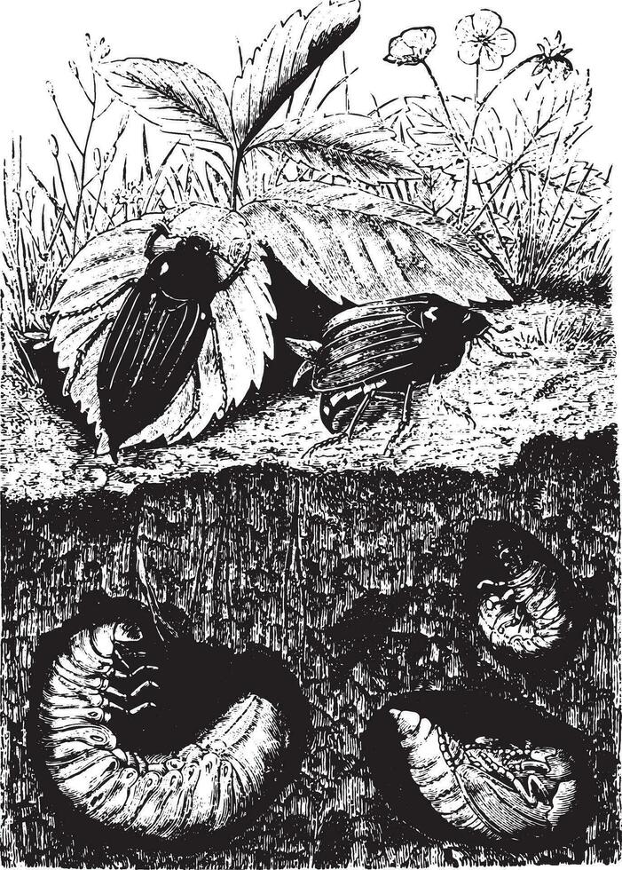Beetles, vintage engraving. vector