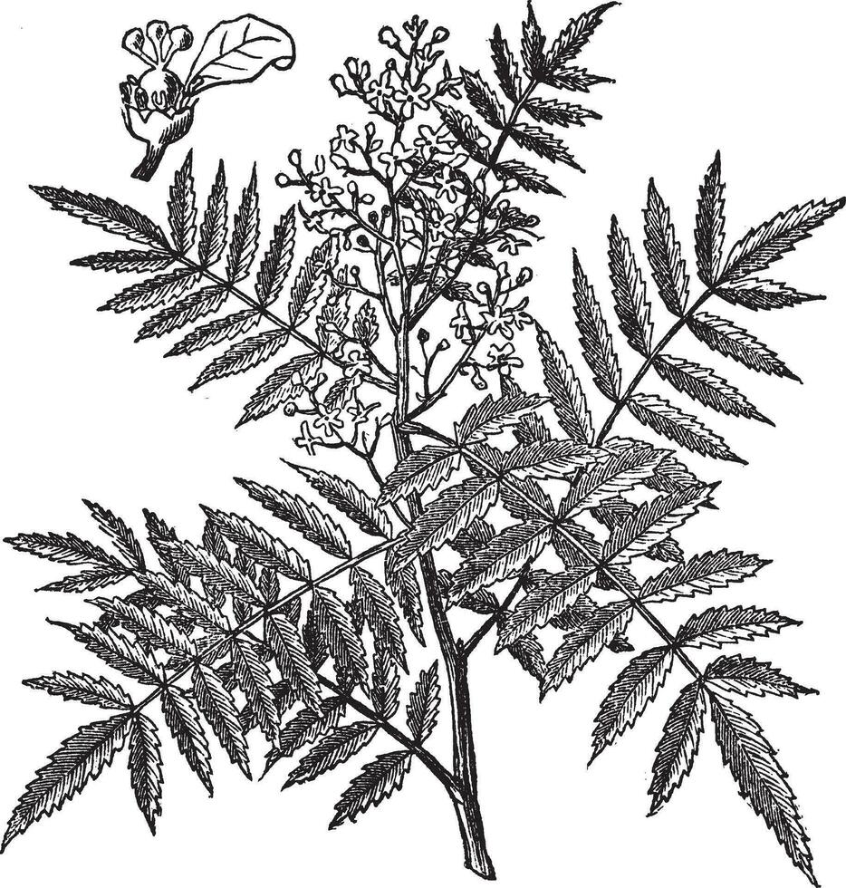 Schine soft Schinus molle, vintage engraving. vector