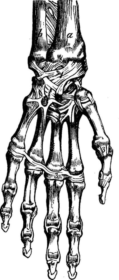 From Cadaver To Canvas The History Of Skeleton Hand References - 3p54ggd