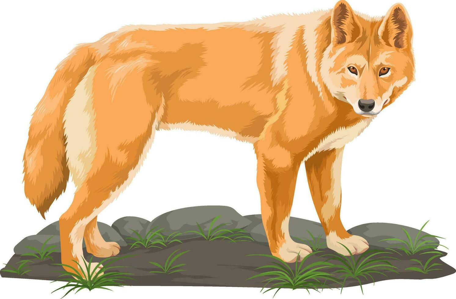 Vector of wolf.