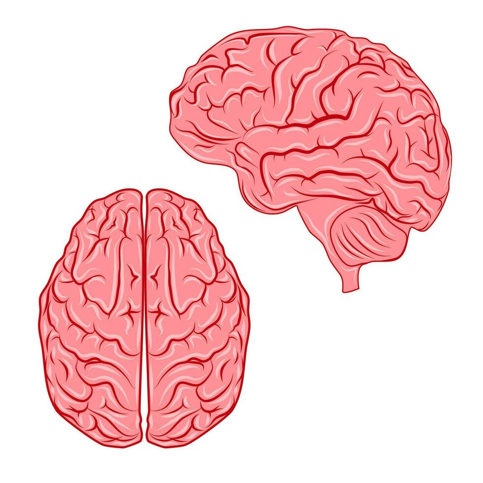 vector humano cerebro.organo anatomía.medicina.genética y salud cuidado