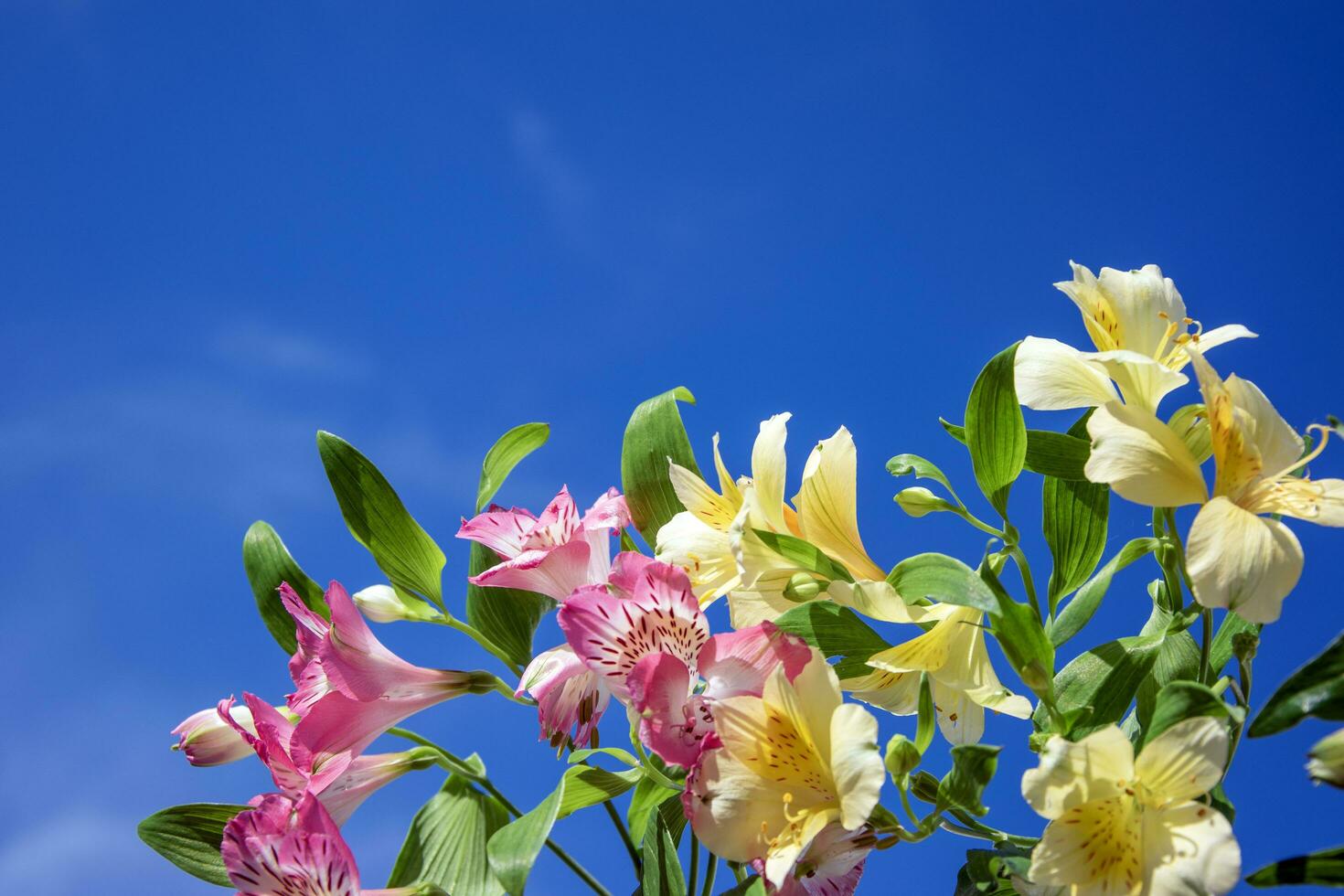 Floral arrangement with delicate flowers of the Peruvian line. Light grunge background. photo