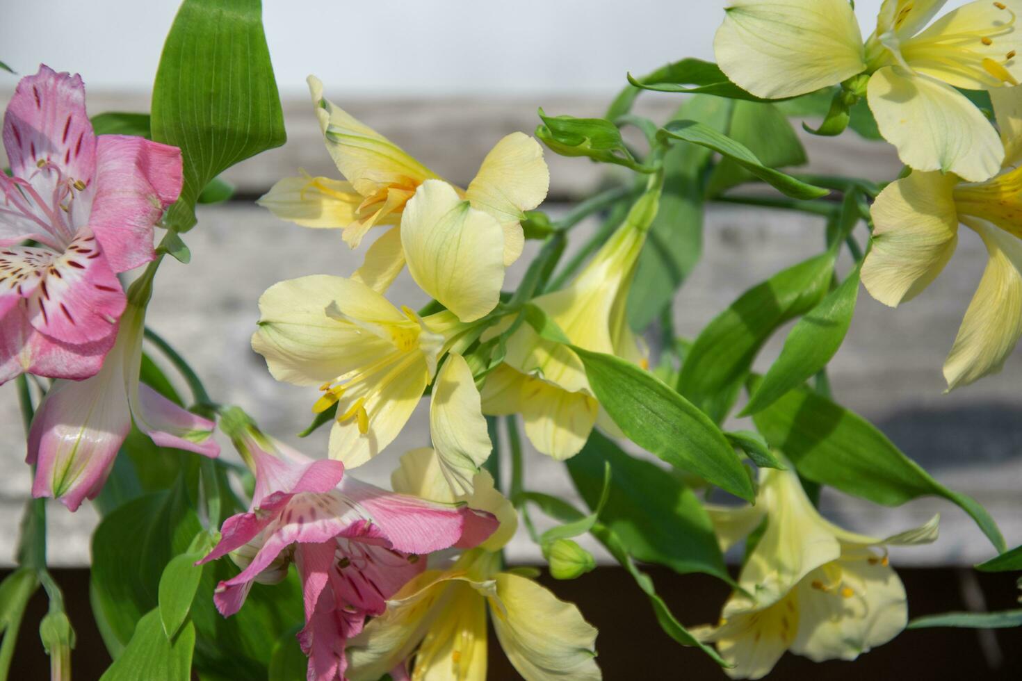 Peruvian lily. Yellow and pink flowers on a light blurred background. photo