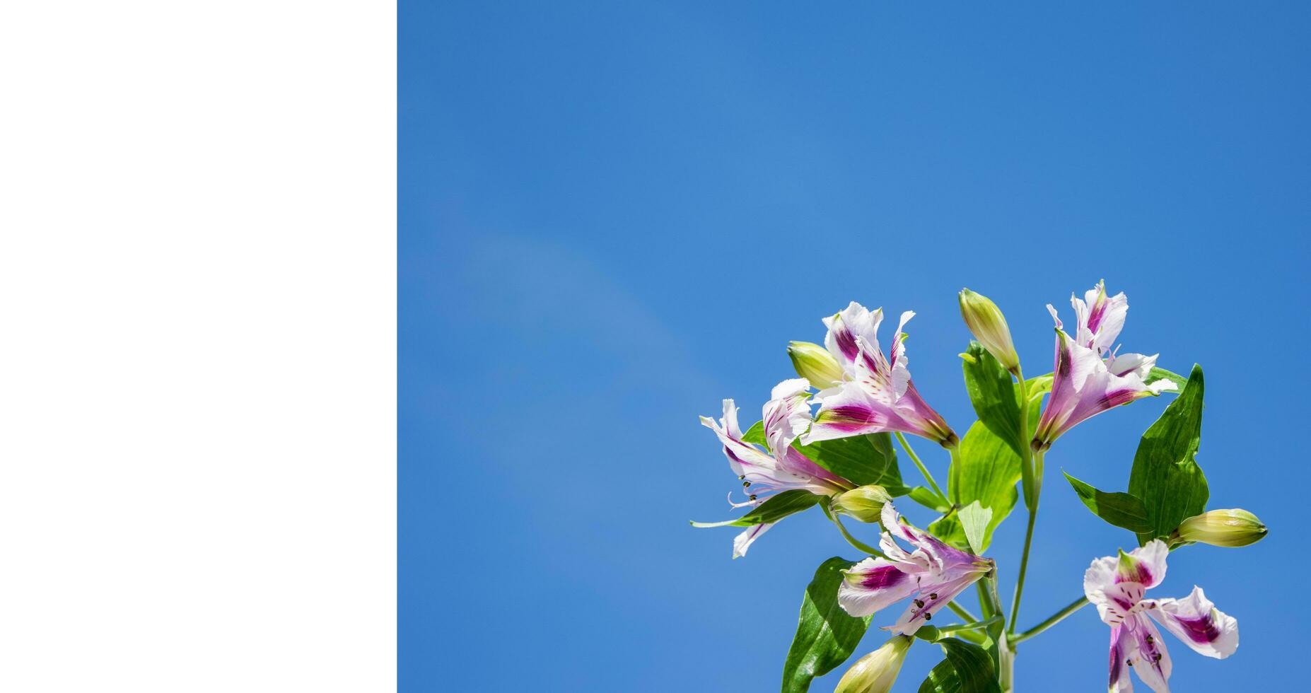 Delicate alstroemeria flowers against the blue sky, copyspace. White background on the left for text. photo