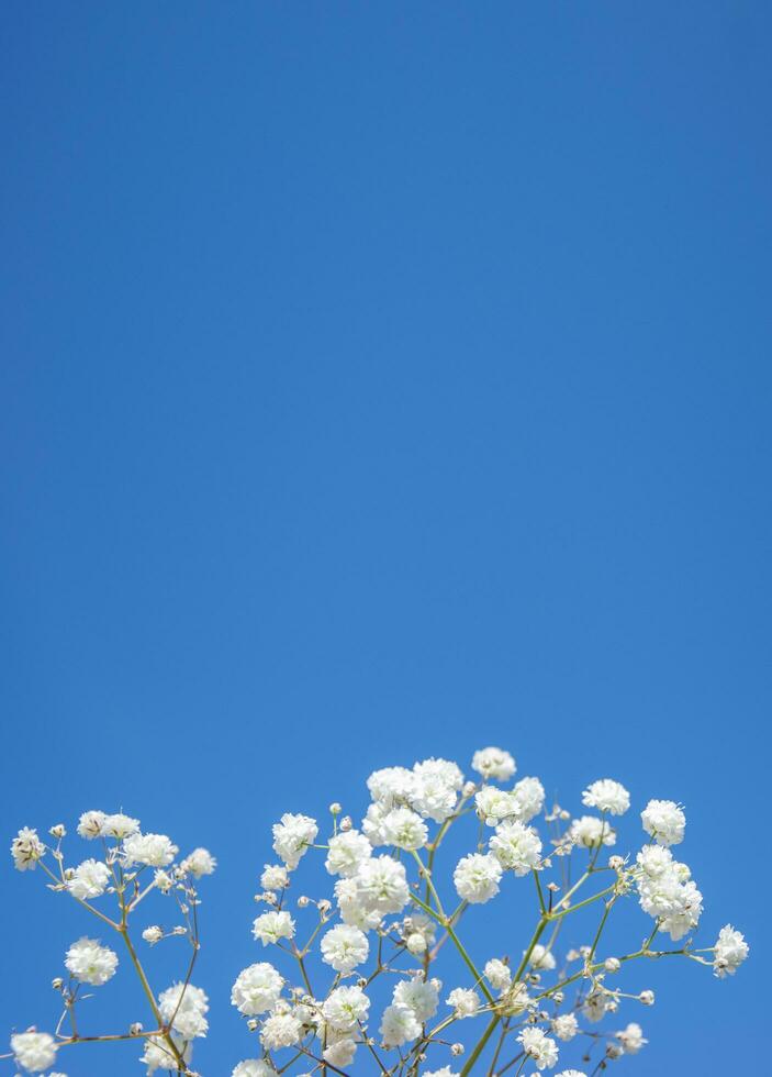 White small flowers on a blue background with a place for greeting text. photo