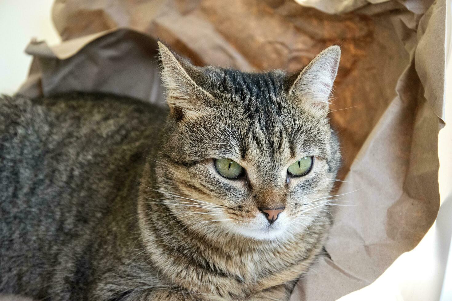 Portrait of a cat on a background made of crumpled Kraft paper. Cute tabby cat close-up. photo