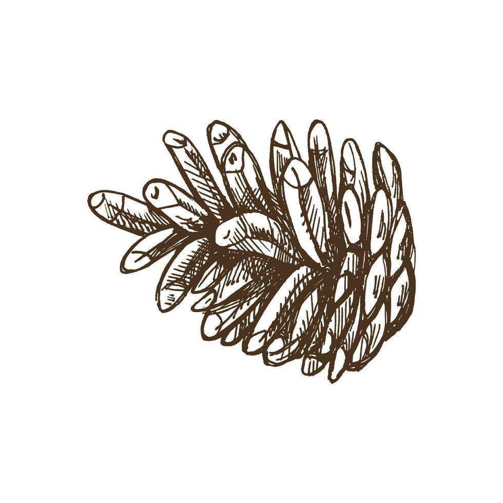 Hand-drawn sketch of pine cone isolated on white, close up of decoration for christmas. Vector vintage drawing. Traditional Christmas  cozy seasonal holidays. Object for christmas card, packaging.