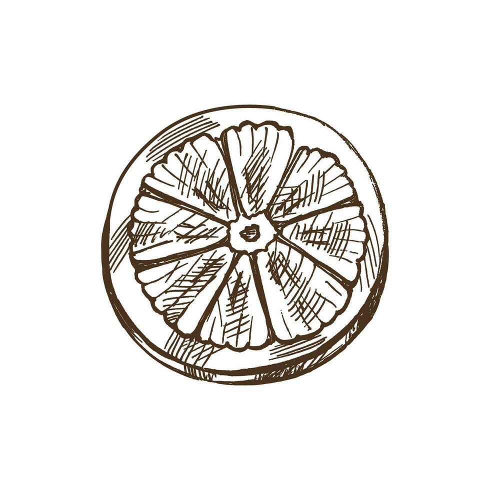 Hand-drawn sketch of piece of citrus. Vector food drawing. Lemon half. Great for poster. Orange, lime, grapefruit.
