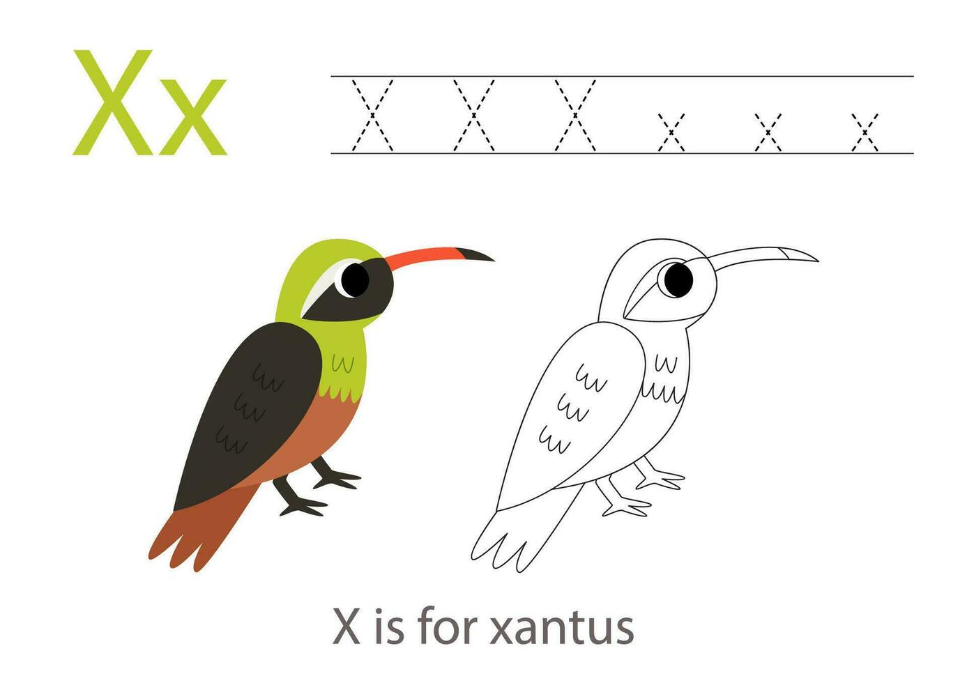 Tracing alphabet letters with cute animals. Color cute xantus. Trace letter X. vector