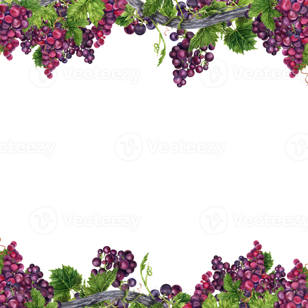 fronteira quadro, Armação com entrelaçados cachos do uvas com verde folhas em videira galhos. mão desenhado aguarela ilustração isolado em transparente fundo. cartão, convites, vinho degustação, cardápio Projeto png