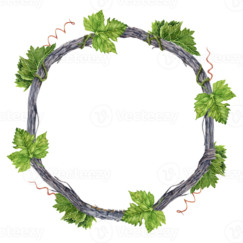 Wreath with green grape leaves and tendrils on grape vine branch. Watercolor illustration isolated on transparent background. Hand drawn natural design element. Round frame for cards, invitations. png