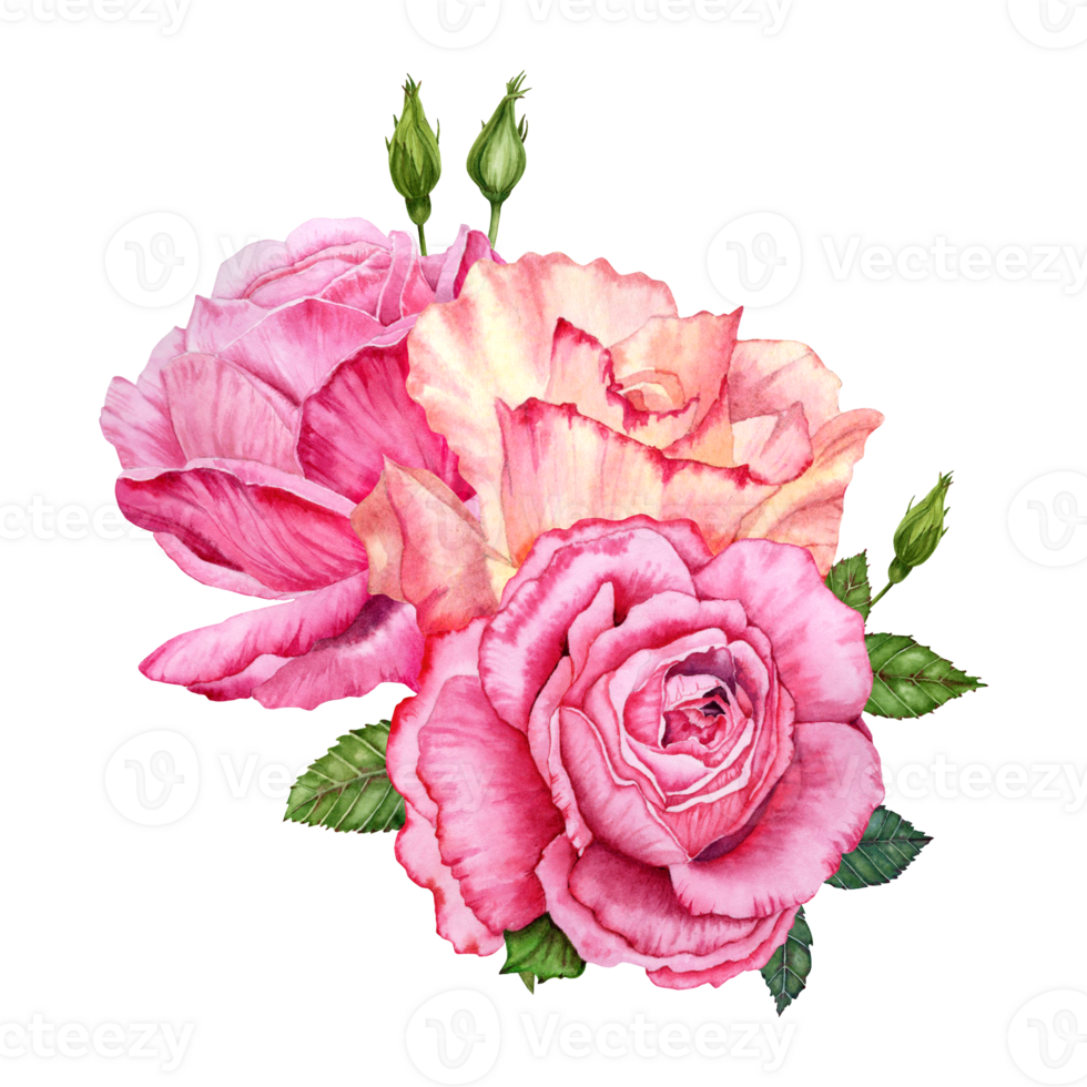 Composition with pink rose flowers,  buds and green leaves. Hand drawn watercolor illustration isolated on transparent background. Floral designs for cards, invitations, covers, wrapping and wallpaper png