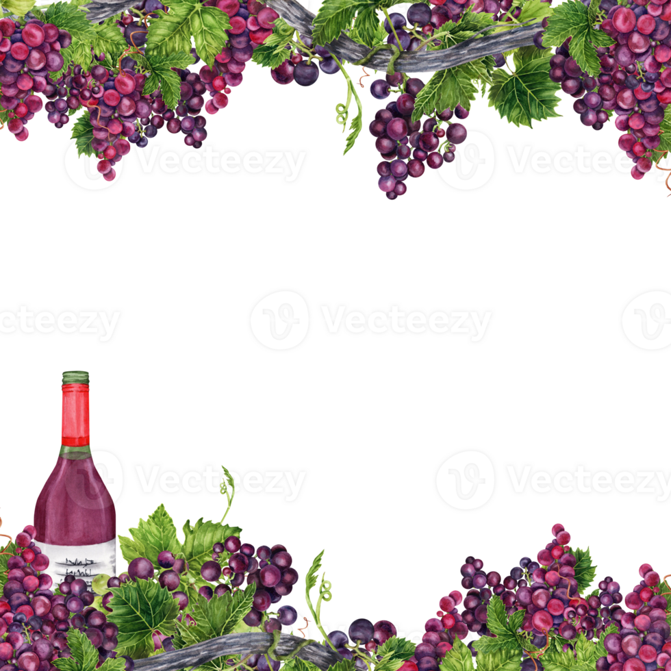 fronteira quadro, Armação com cachos do uvas com verde folhas, videira galhos e uma vinho garrafa. aguarela ilustração isolado em transparente fundo. cartão, convites, vinho degustação, cardápio Projeto png