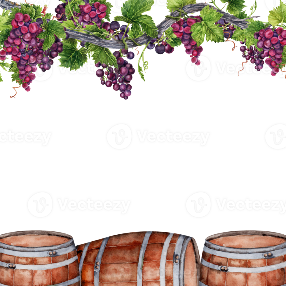 Border frame with bunches of grapes on vine and wine barrels. Watercolor illustration isolated on transparent background. Card design png