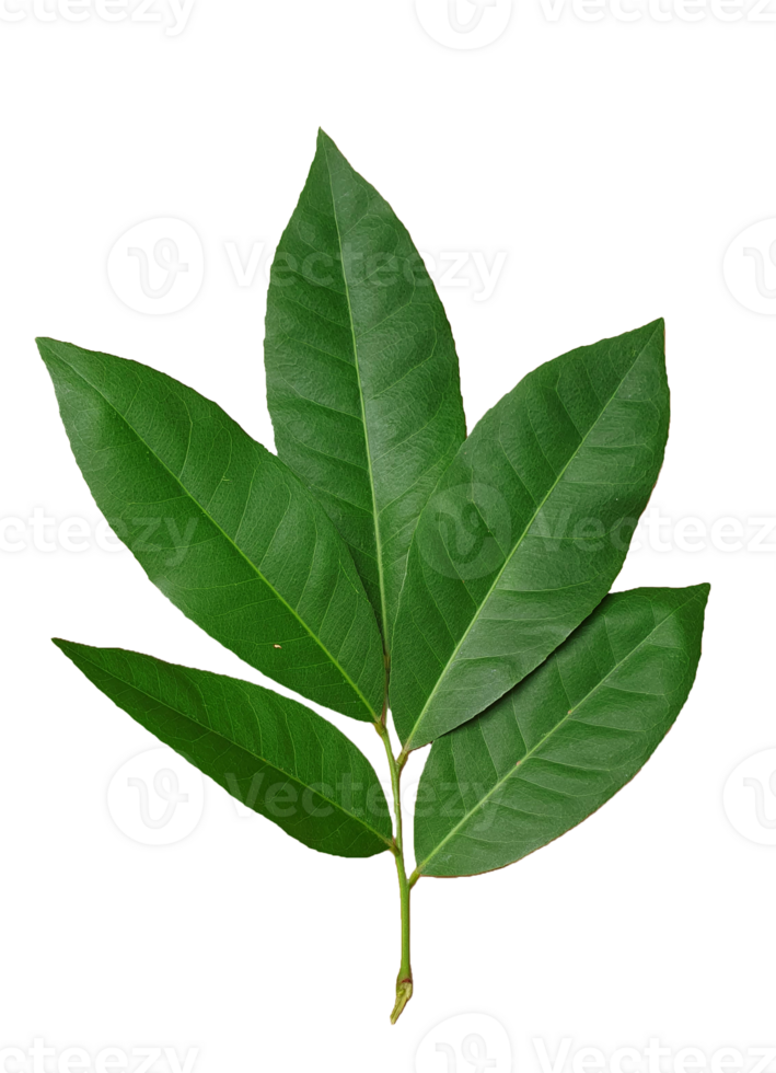 Vibrant Green Leaf - Nature's Intricate and Lifegiving Beauty png