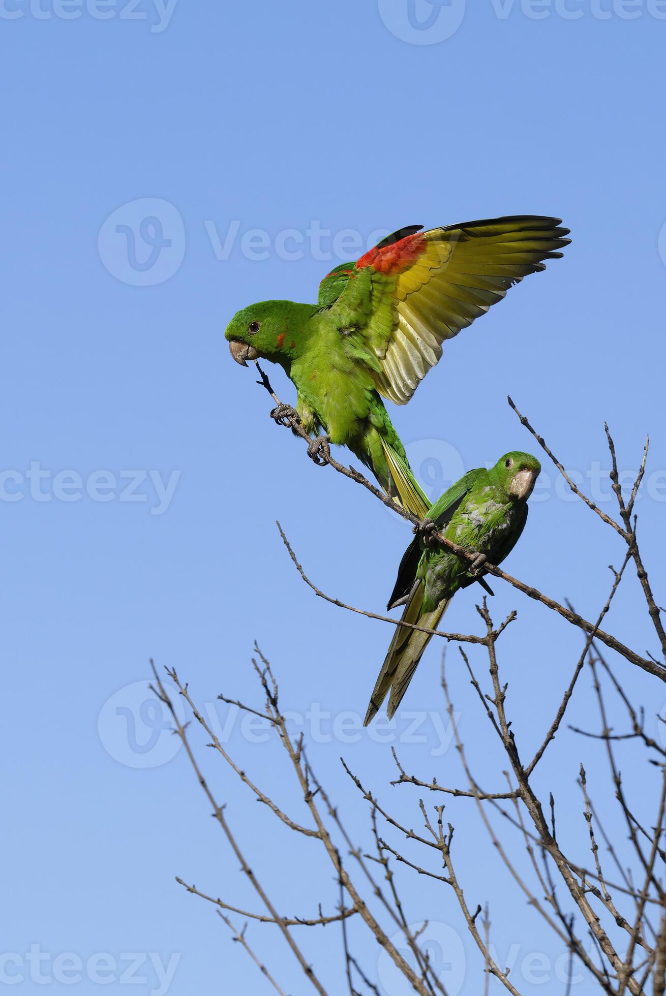 Flying White eyed Parakeet, Psittacara leucophthalmus, Serra da