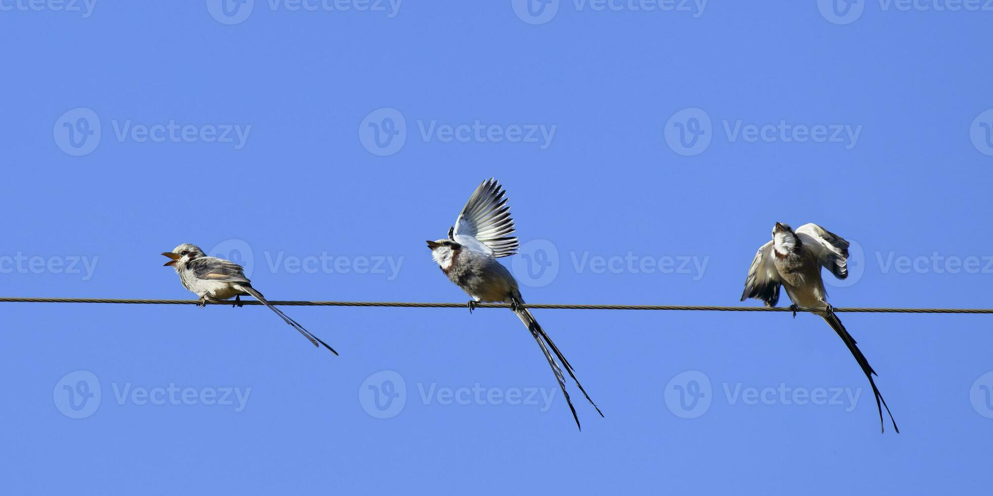 Courtship display of Streamer-tailed Tyrant, Gubernetes yetapa, Serra da Canastra National Park, Minas Gerais, Brazil photo