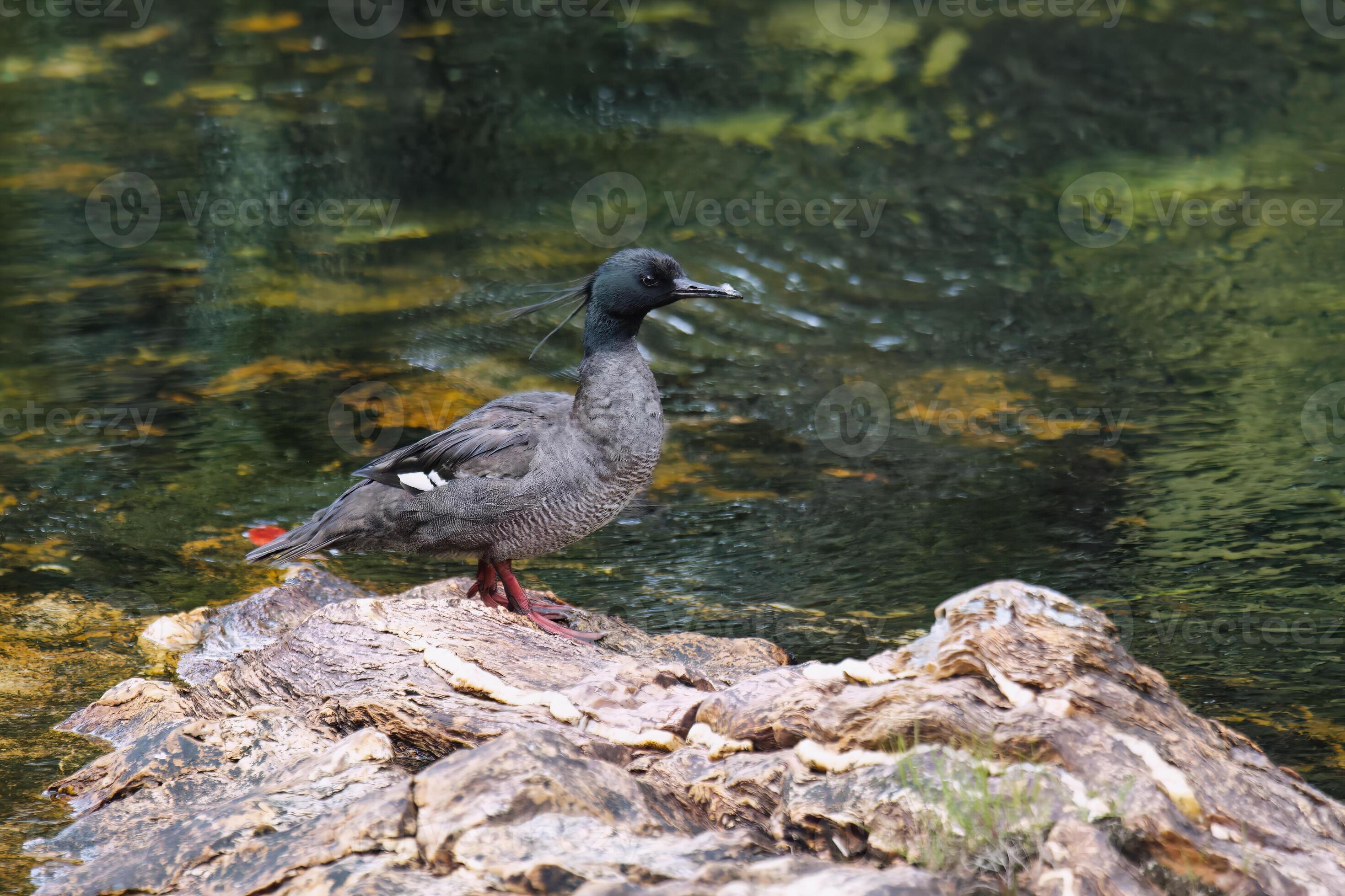 Brazilian merganser, Mergus octosetaceus, on a rock, Serra da Canastra
