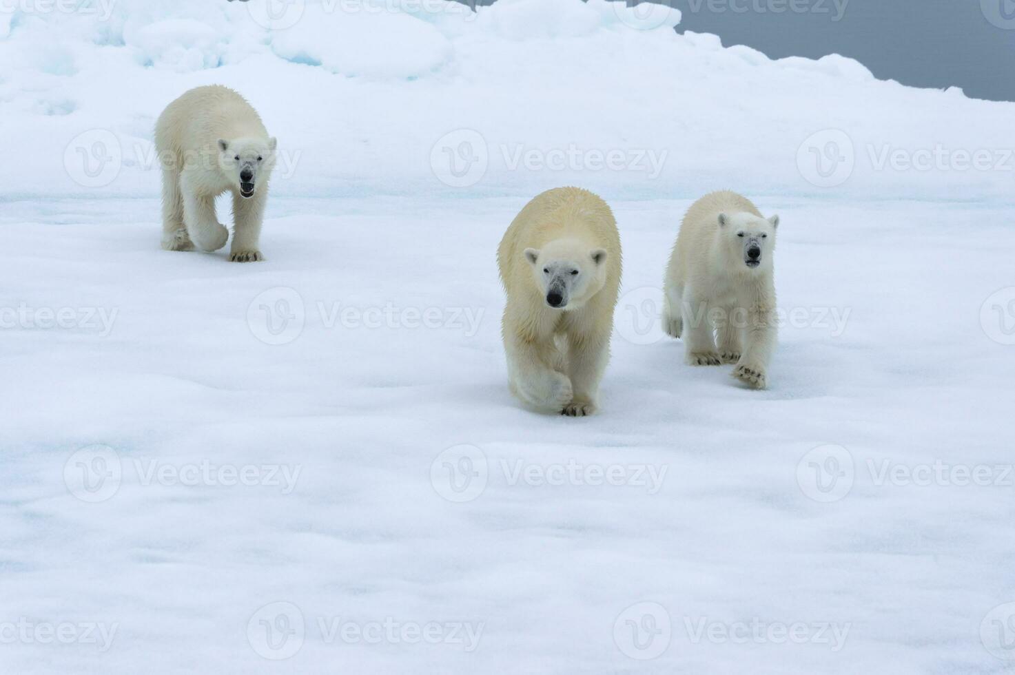 Mother polar bear, Ursus maritimus, walking with two cubs on a melting ice floe, Spitsbergen Island, Svalbard archipelago, Norway, Europe photo