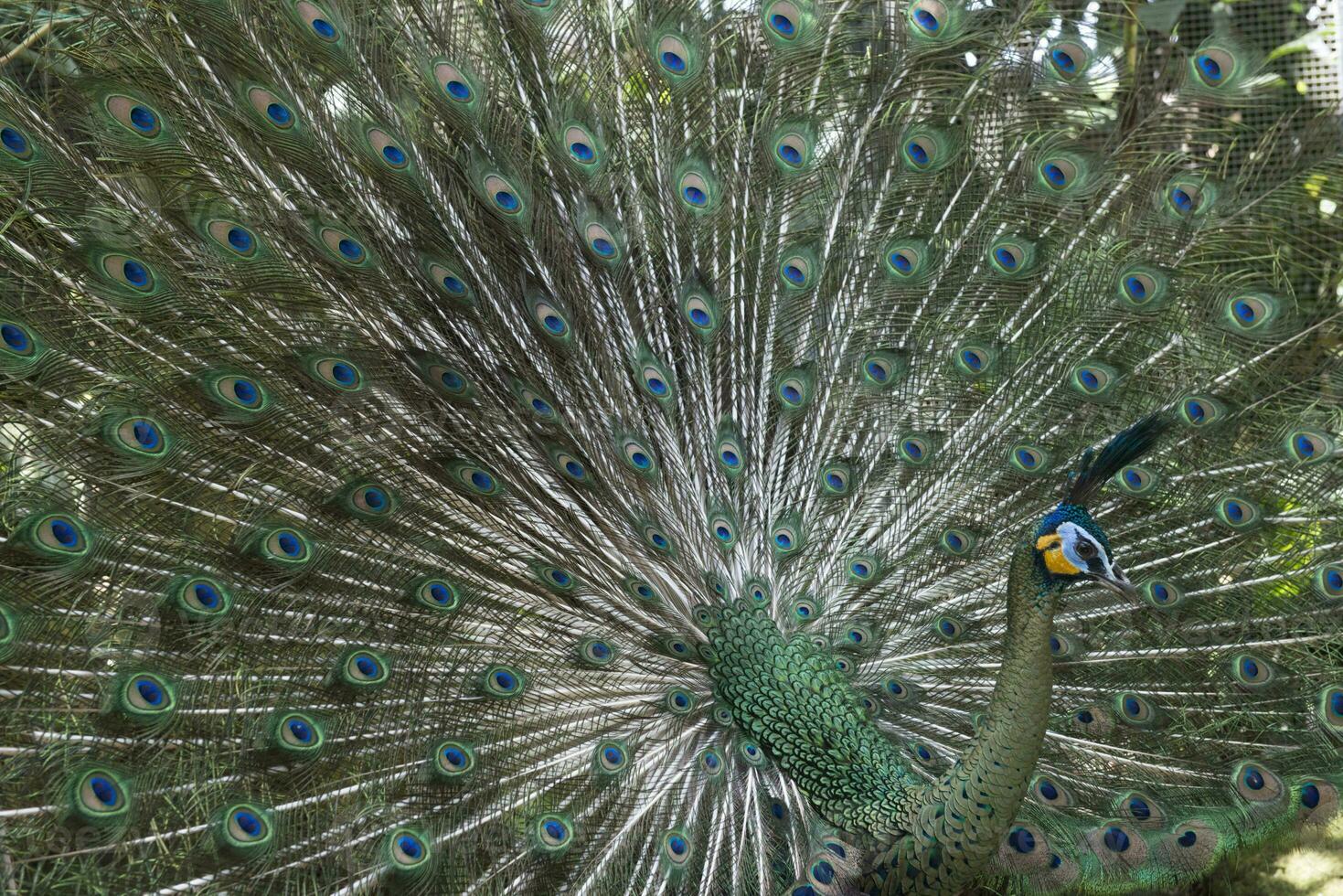 Java green Peafowl, Pavo muticus, Bali Bird Park, Indonesia photo