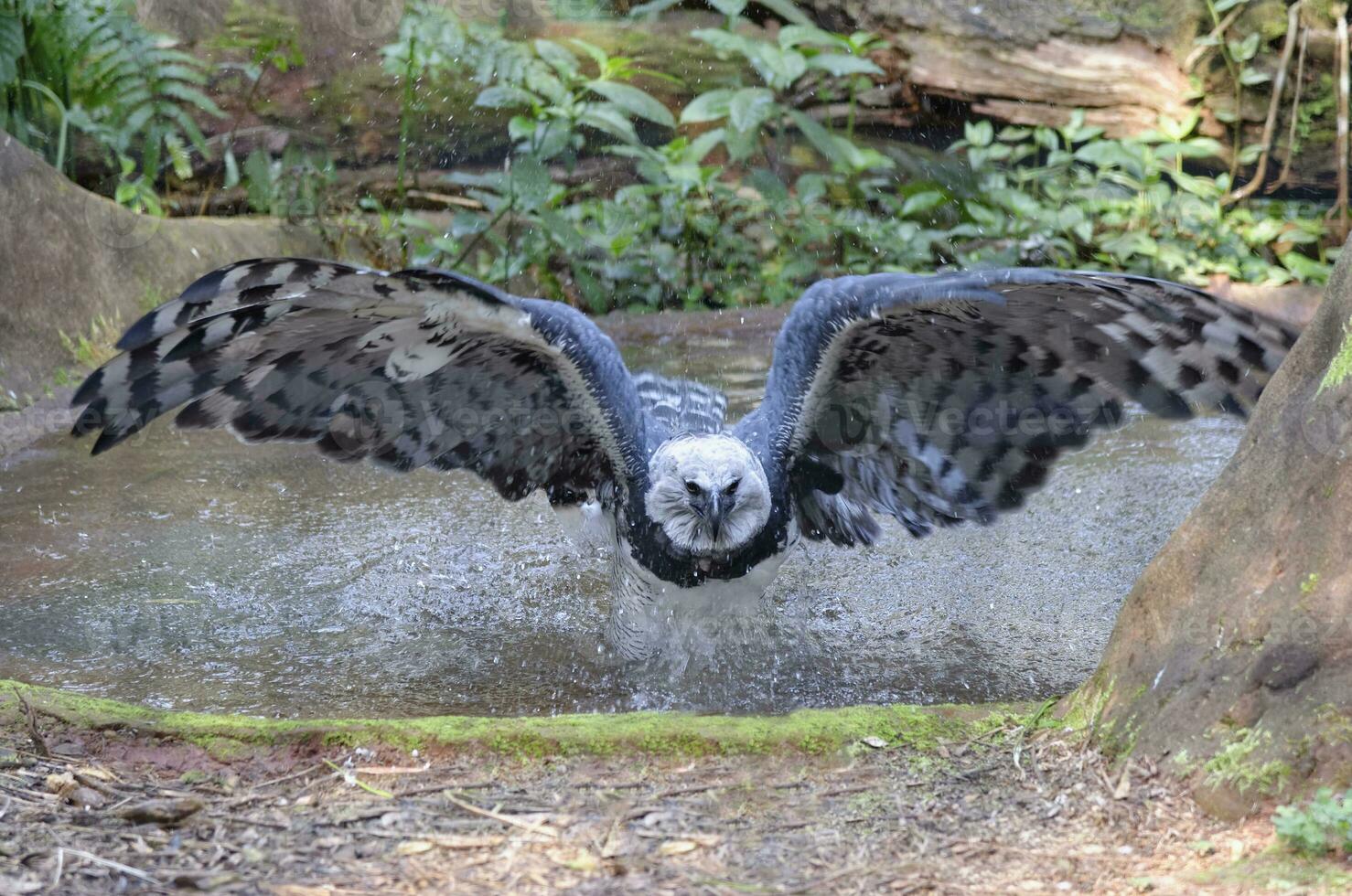Harpy Eagle, Harpia harpyia, flying from a pond, Brazil photo
