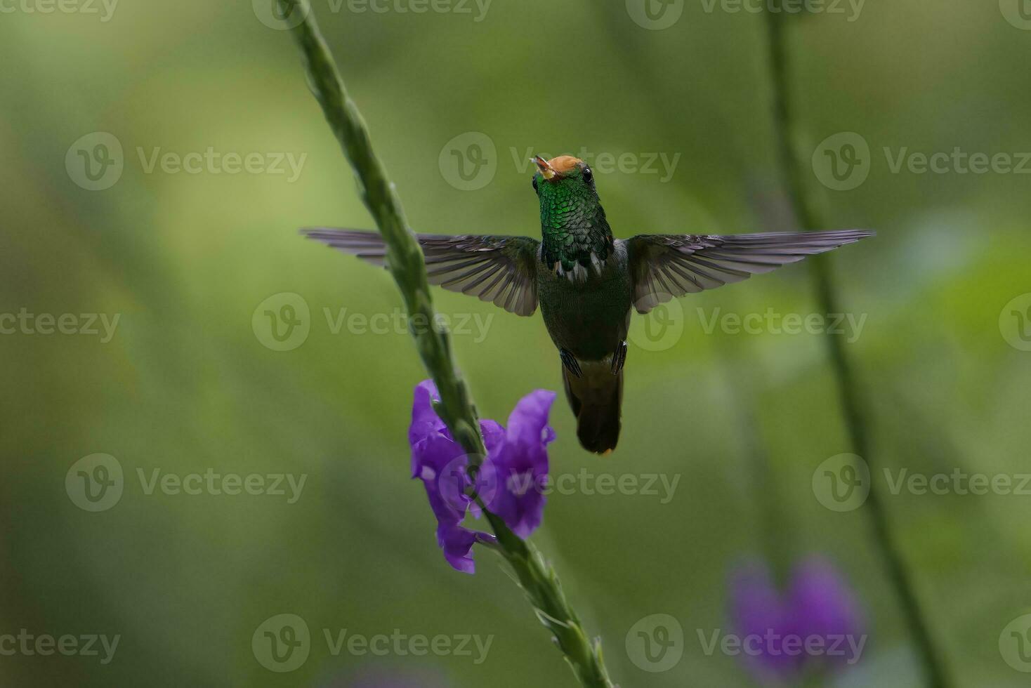 Flying Rufous-crested Coquette, Lophornis delattrei, Manu National Park cloud forest, Peru photo