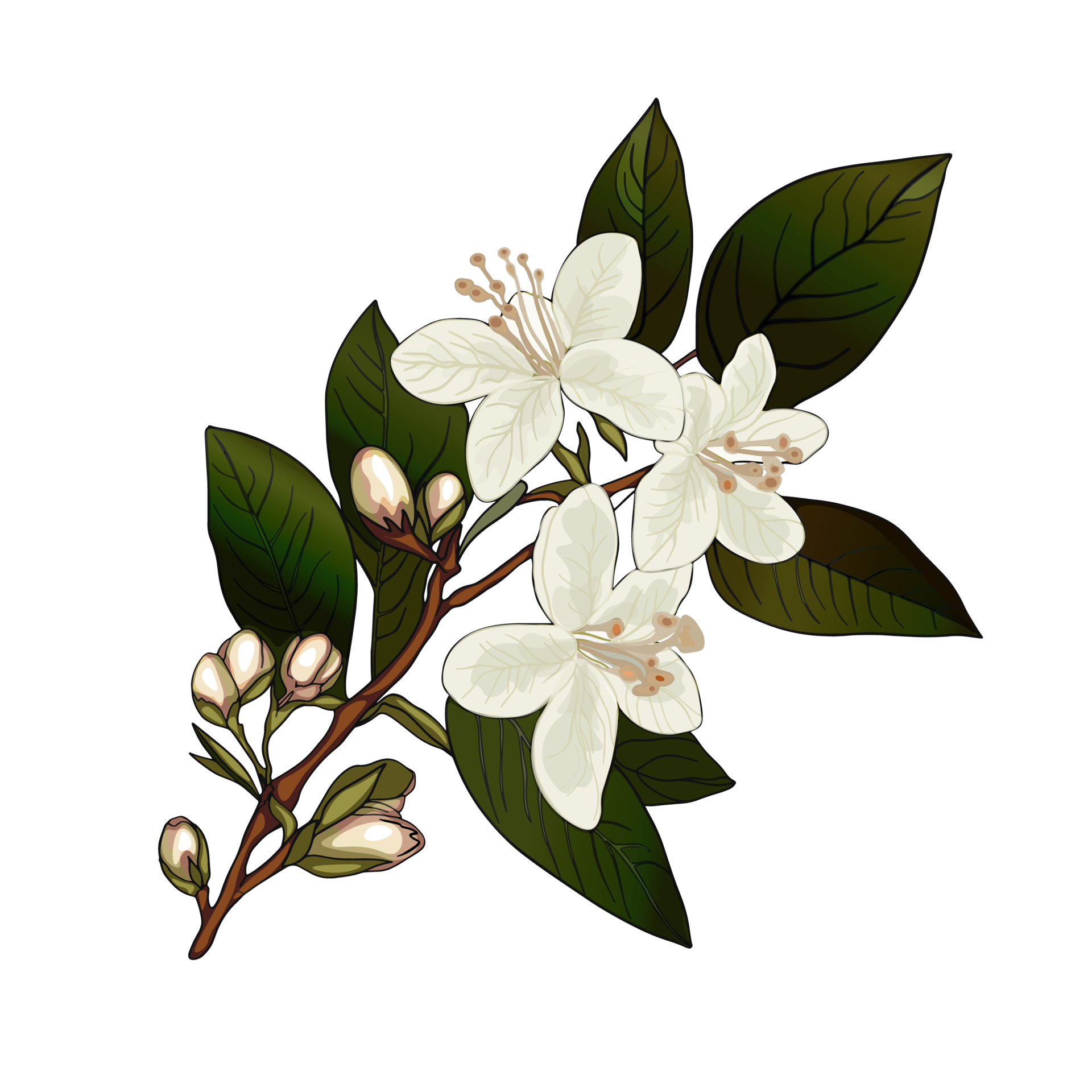 Beautiful realistic illustration of blooming branch of jasmine tree