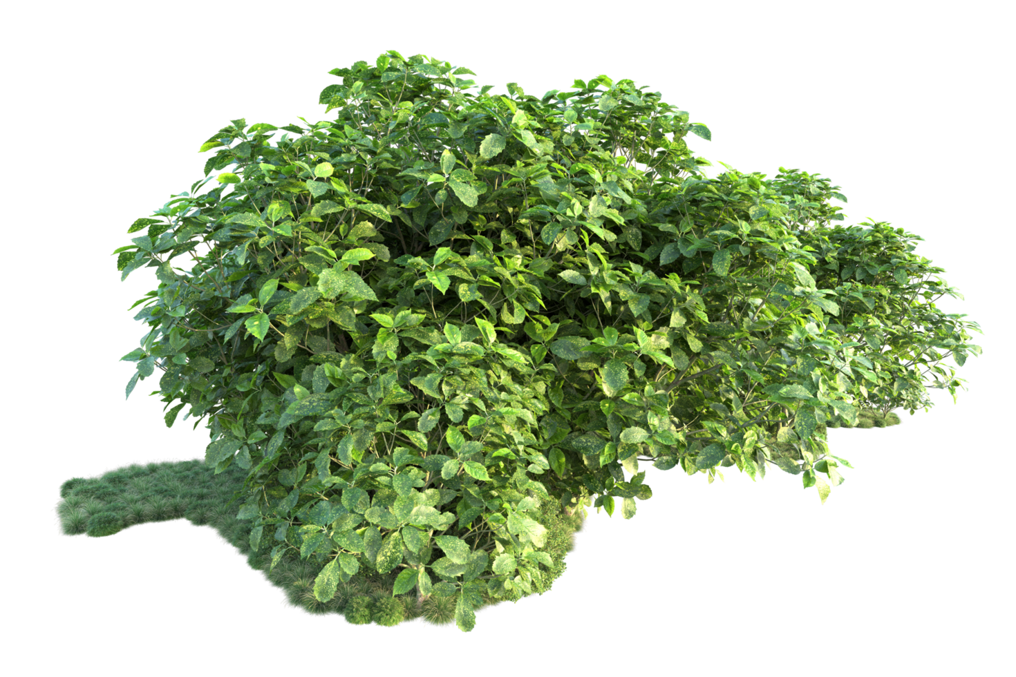 Tropical forest isolated on transparent background. 3d rendering - illustration png